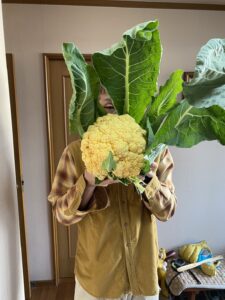 カリフラワー収穫