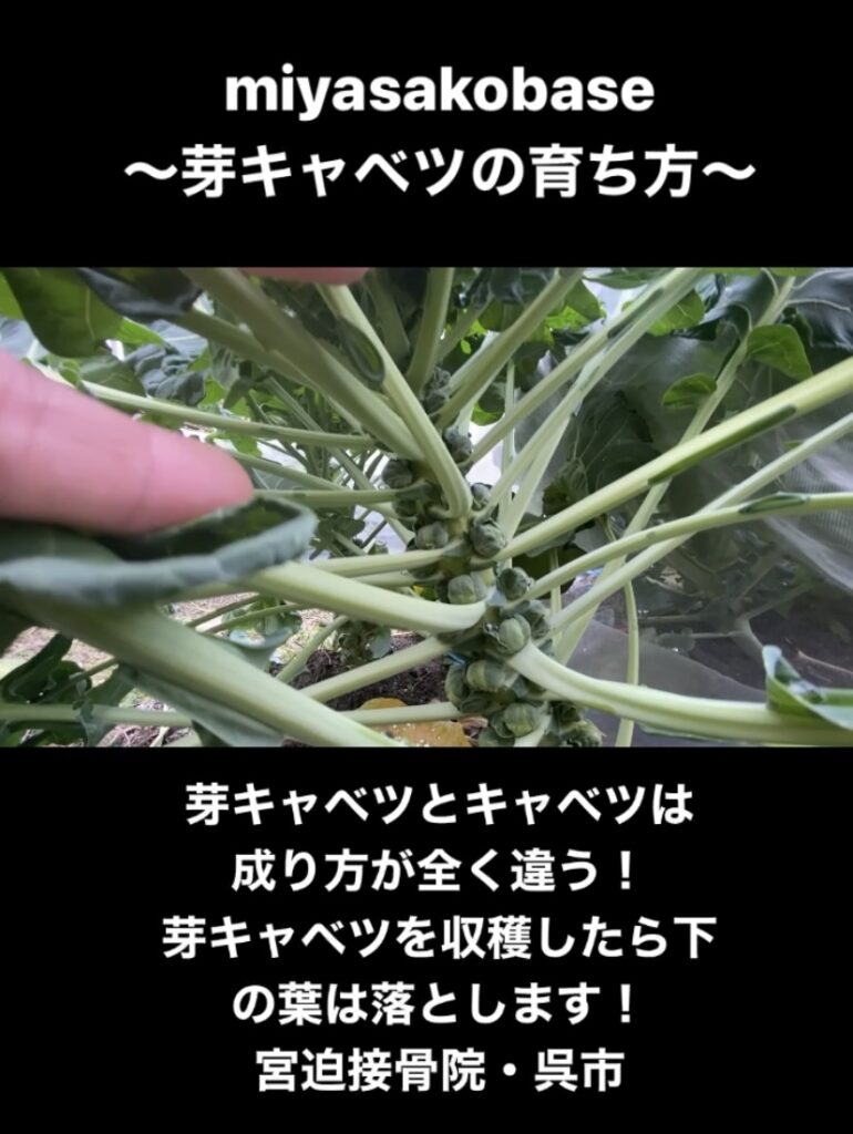芽キャベツの育ち方