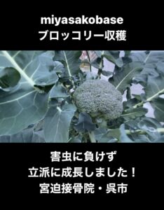 ブロッコリー収穫