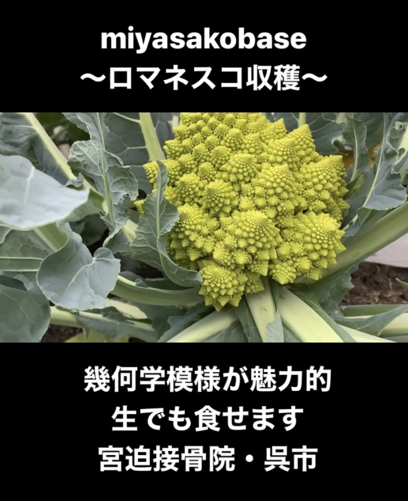 ロマネスコ収穫
