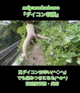 ダイコン収穫