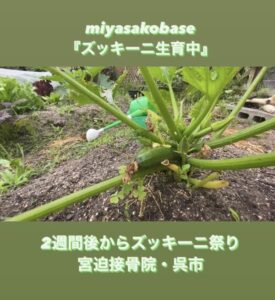 ズッキーニ生育中