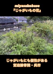 じゃがいもの花